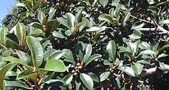 Port Jackson Fig leaves and fruit