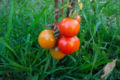 Tomato vegetable