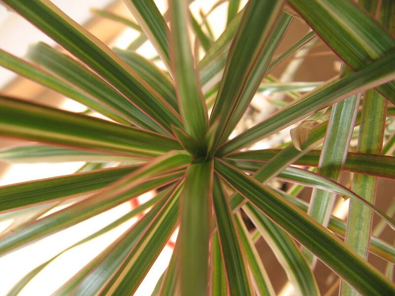 File:1024px-Dracaena marginata 'Tricolor' 01.jpg