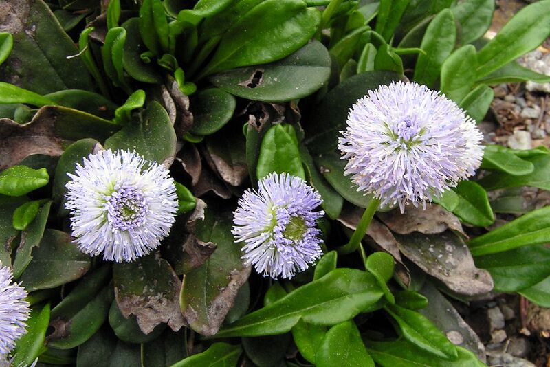 File:1024px-Globularia nudicaulis2.jpg