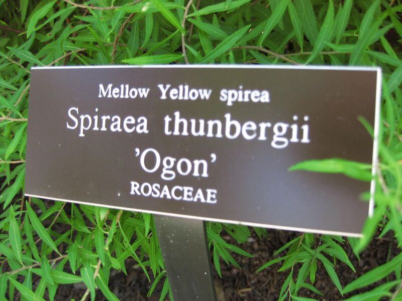 File:1024px-IMG 0149 nybg09.jpg