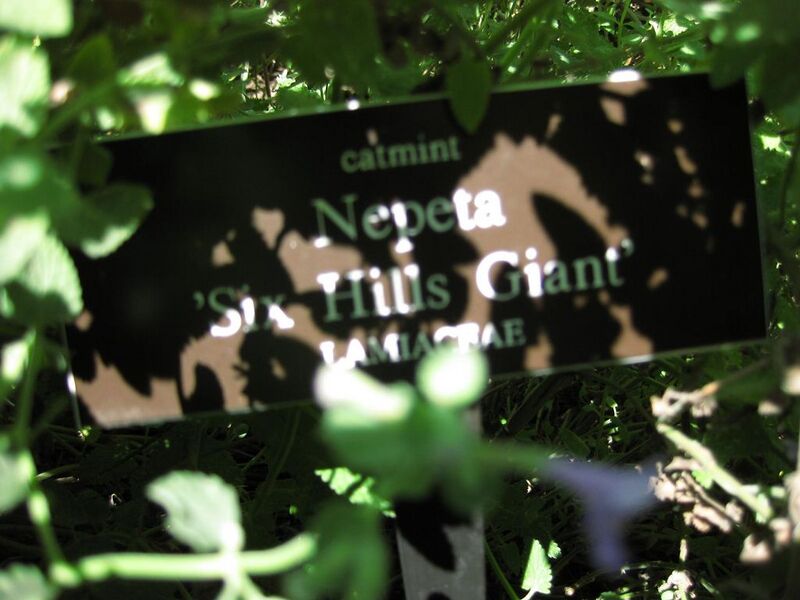File:1024px-IMG 0184 nybg09.jpg