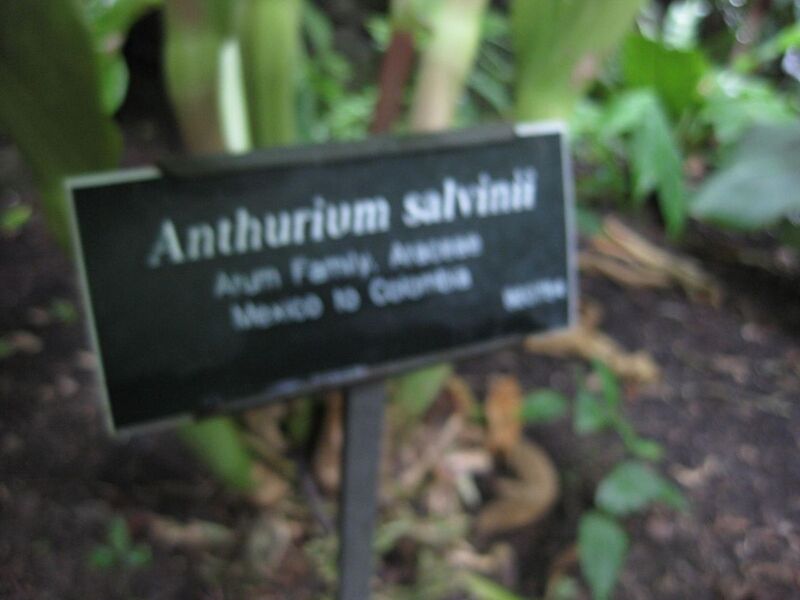 File:1280px-IMG 1072 bbg09.jpg