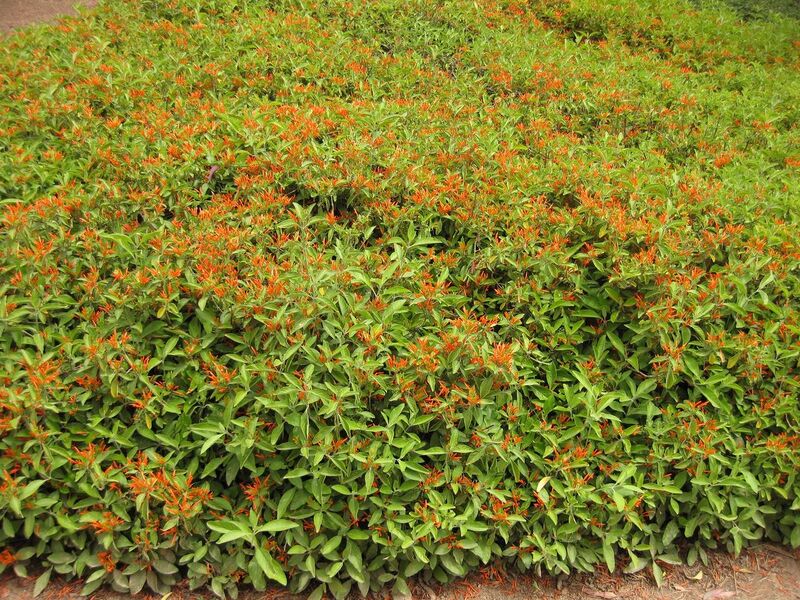 File:1280px-IMG 7146 hunt09jun.jpg