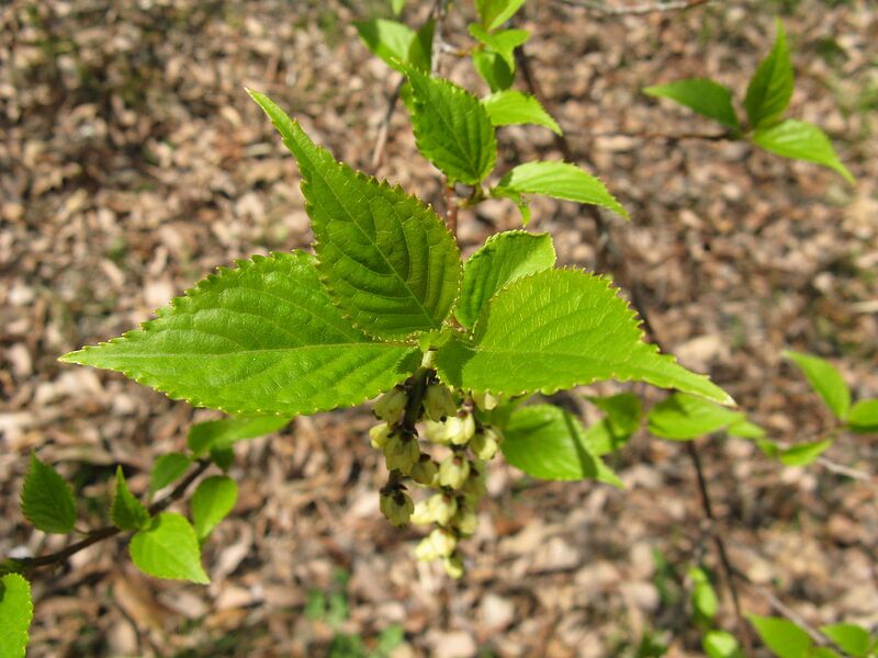 File:1280px-Stachyurus praecox4.jpg