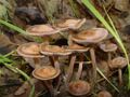 Thumbnail for version as of 10:31, 29 April 2025