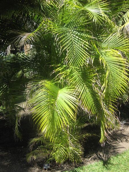 File:576px-IMG 2090 hunt0903.jpg