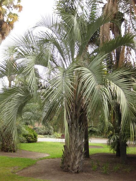 File:576px-IMG 4030 hunt0904.jpg