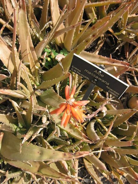 File:576px-IMG 4232 hunt0904.jpg