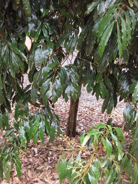 File:576px-IMG 4794 hunt0904.jpg