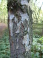 Closeup of Silver Birch bark