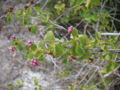Lantana involucrata with fruit