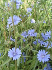 Wild endive (Cichorium pumilum)