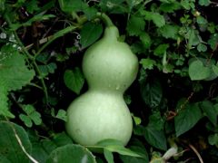 The Calabash (L. siceraria) belongs to the Lagenaria genus.