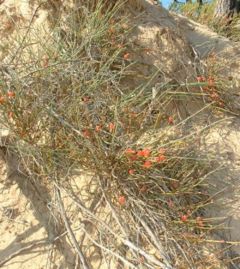 Ephedra distachya in France
