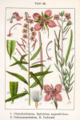 1: E. canum