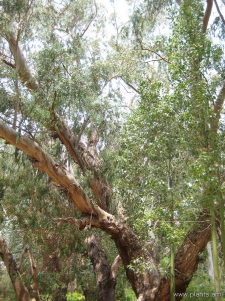 File:Eucalyptus andrewsi-IMG 3152 lokrun.jpg