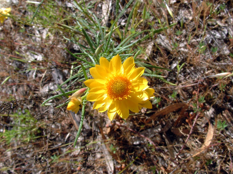 File:Golden Everlasting.jpg