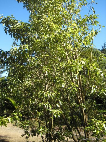File:Hoheria populnea-variegata-IMG 7033 sfbg0308.jpg