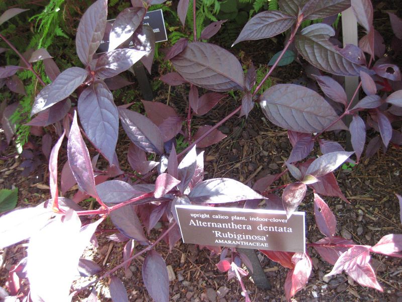 File:IMG 0105 nybg09.jpg