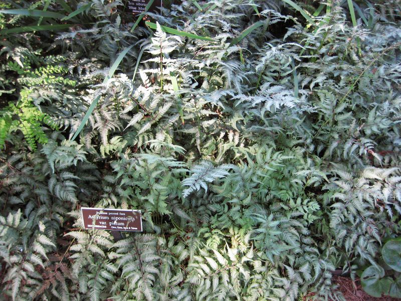 File:IMG 0208 nybg09.jpg