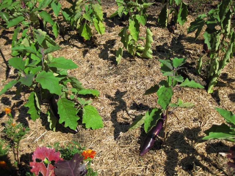 File:IMG 0399 nybg09.jpg
