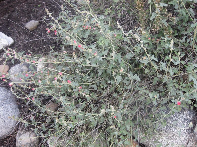 File:IMG 2264 hunt0903.jpg