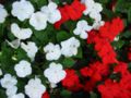 Impatiens walleriana - the most popular species