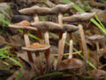 Panaeolus subbalteatus