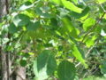 P. grandidentata (Bigtooth Aspen) in Massachusetts