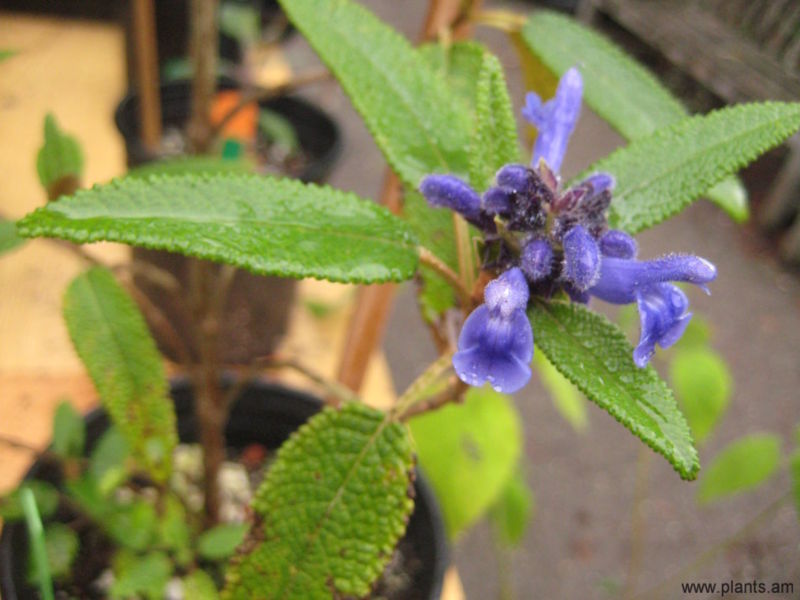 File:Salvia corrugata-IMG 6813.JPG
