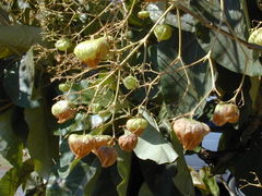 Teak foliage and fruit