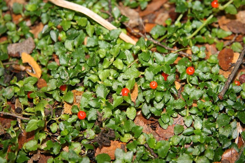 File:1024px-Coralito (Nertera granadensis).JPG