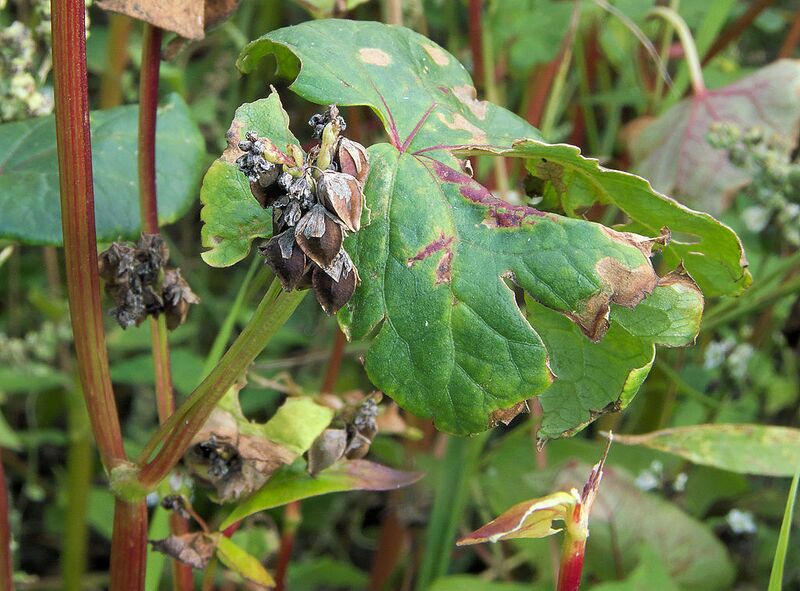 File:1024px-Fagopyrum esculentum fruits, Boekweit dopvruchten.jpg