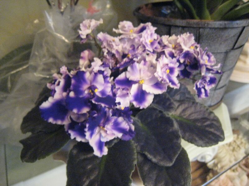 File:1280px-IMG 0145.JPG-1520.jpg