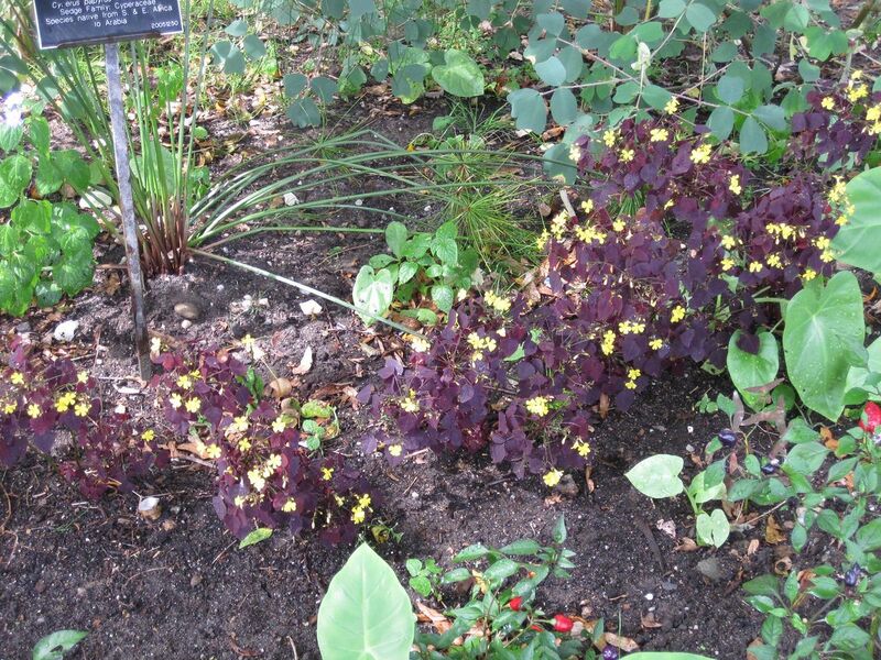 File:1280px-IMG 0851 bbg09.jpg