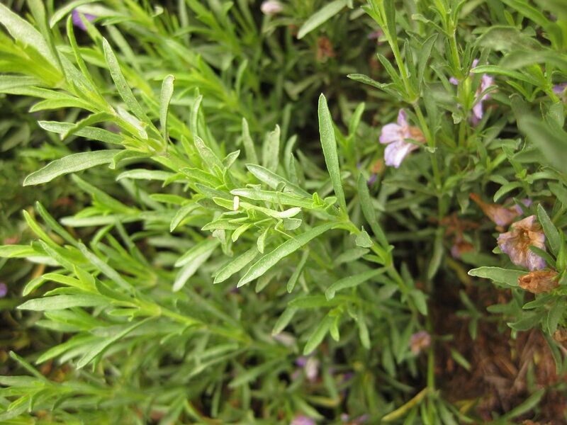 File:1280px-IMG 7125 hunt09jun.jpg