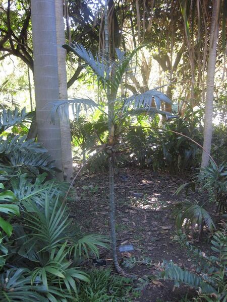 File:576px-IMG 2023 hunt0903.jpg