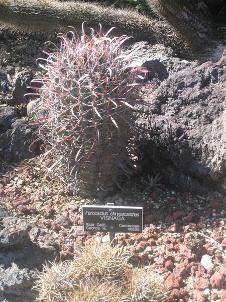 File:576px-IMG 2432 hunt0903.jpg