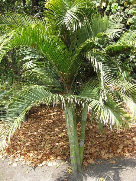 File:576px-IMG 4166 hunt0904.jpg