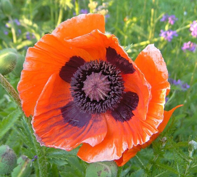 File:856px-Oriental poppy.jpg