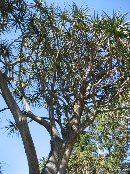 File:Aloe bainesii-IMG 0261 hunt07.jpg