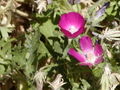 Thumbnail for version as of 12:07, 20 October 2007