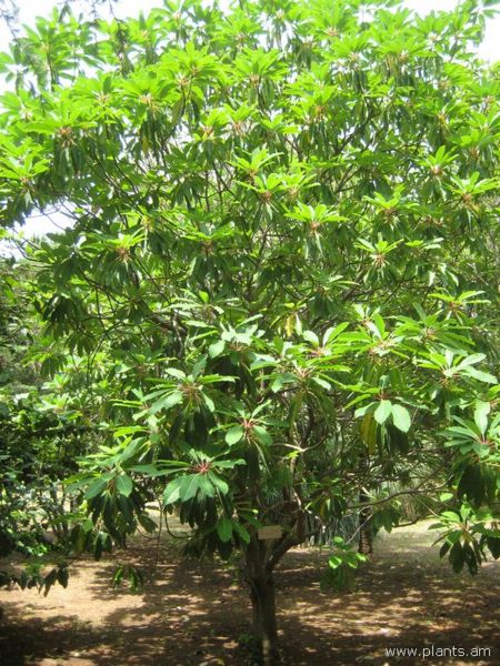 File:Daphnyphyllum macropodum-IMG 3081 lokrun.jpg
