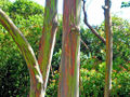 Thumbnail for version as of 06:51, 14 October 2007