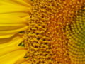 Flowers of a sunflower with different forms and phases (sterile ray flowers, disc flowers in female, male and unopened phases)