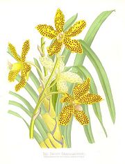 Grammatophyllum speciosum