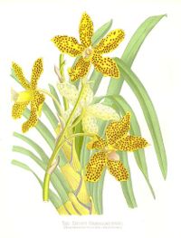 Grammatophyllum speciosum