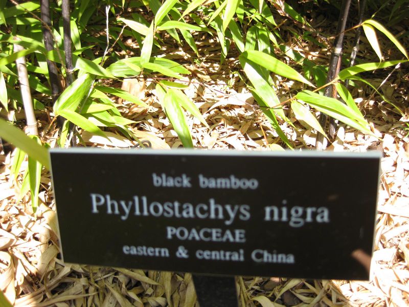 File:IMG 0425 nybg09.jpg