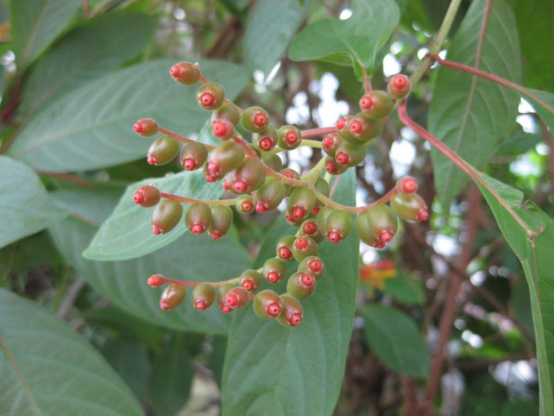 File:IMG 0959 bbg09.jpg
